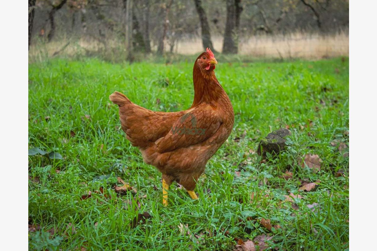 Photo 1 VDS POULES PONDEUSES PIOTS