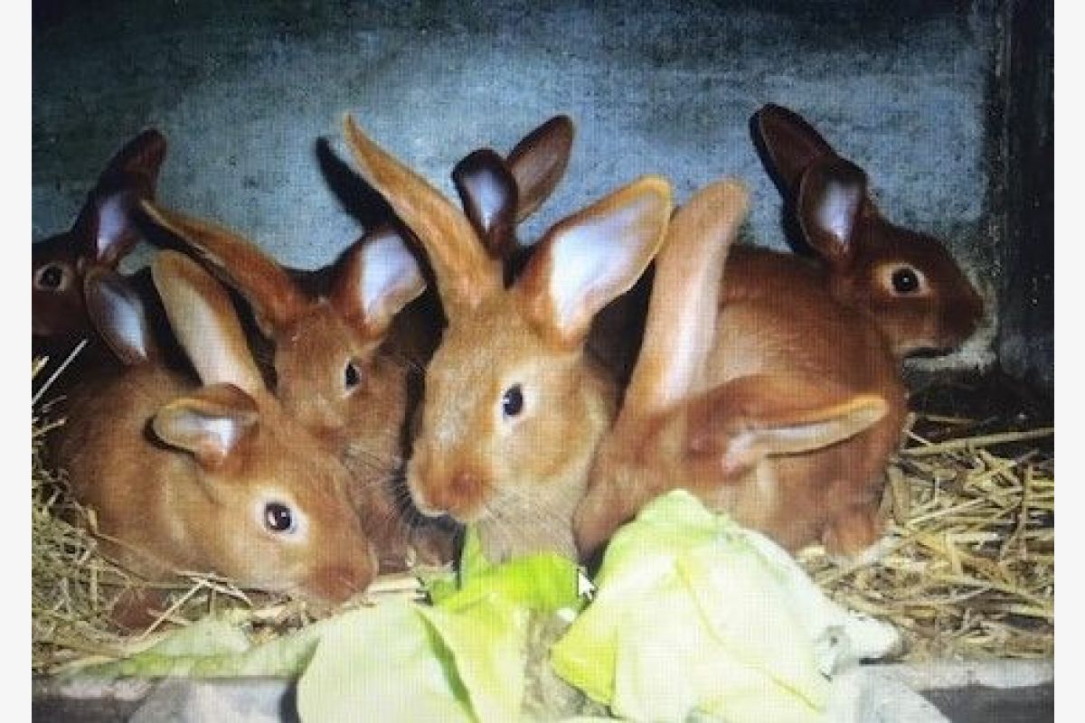 Photo 1 Lapins fauve de Bourgogne