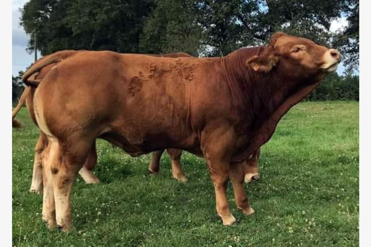 Photo 1 Bons taurillons