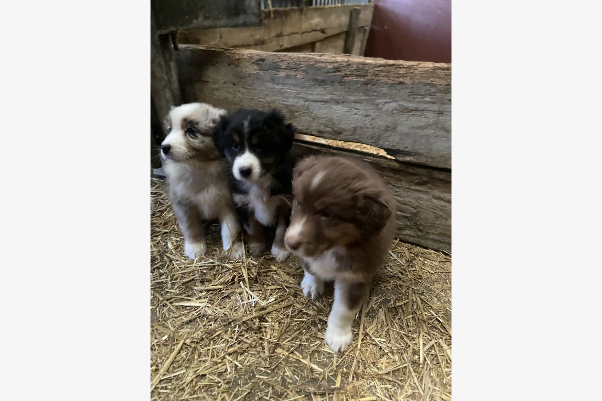 Photo 1 Chiots berger australien 