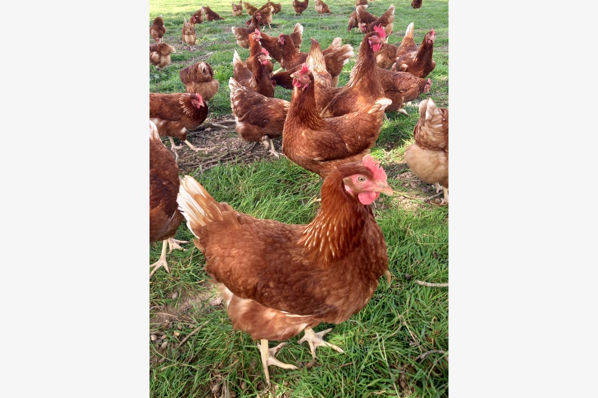 Photo 1 Poules pondeuses BIO 