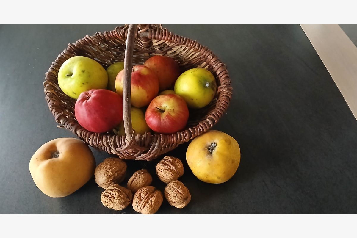 Photo 1 Pommes à couteaux