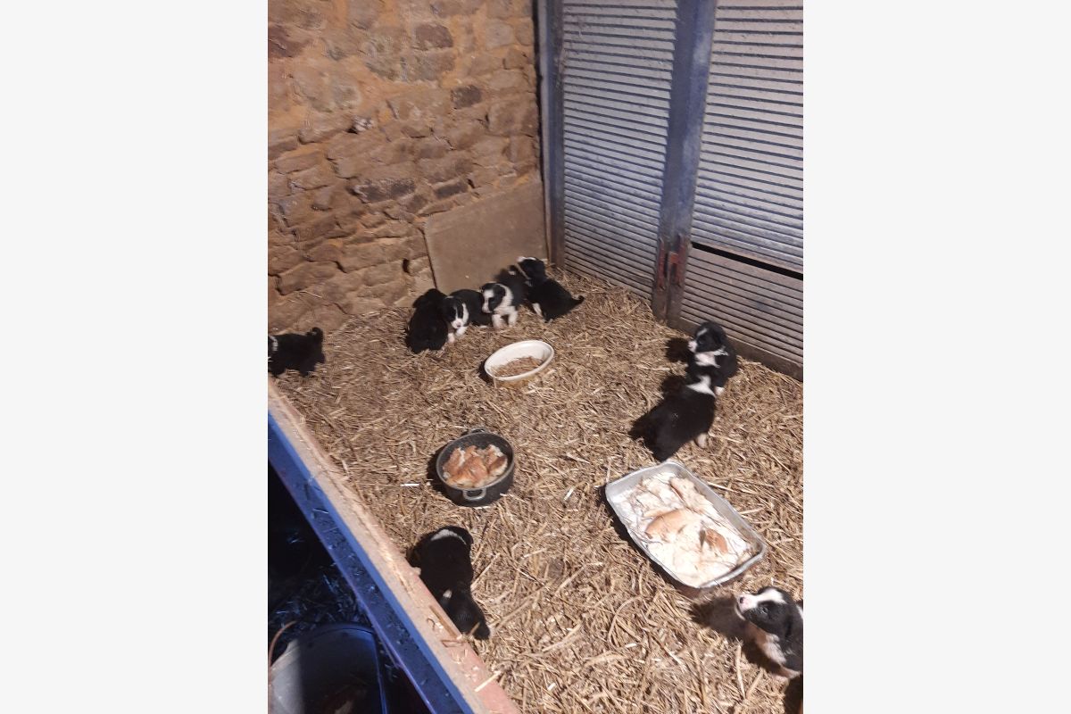 Chiot Border Collie  - 180746_ab2b0540b133ff102ced811b48de4e0c.jpg