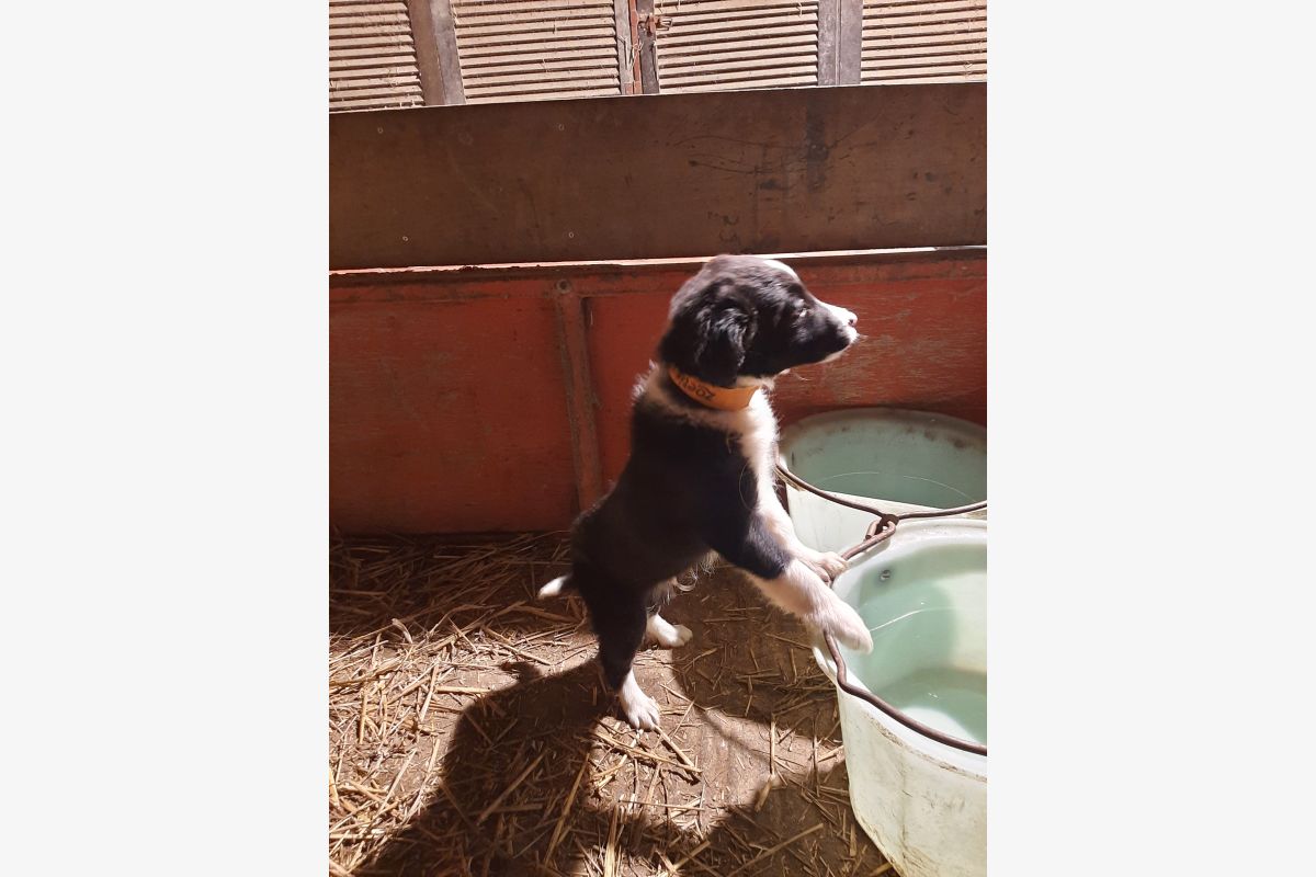 Chiot Border Collie  - 180746_e3042c645fe79f4e567b2fb1b2bbfd7d.jpg