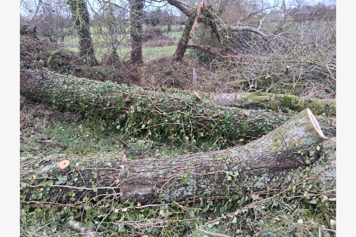 Photo 1 Arbre peulier à débiter bois de chauffages