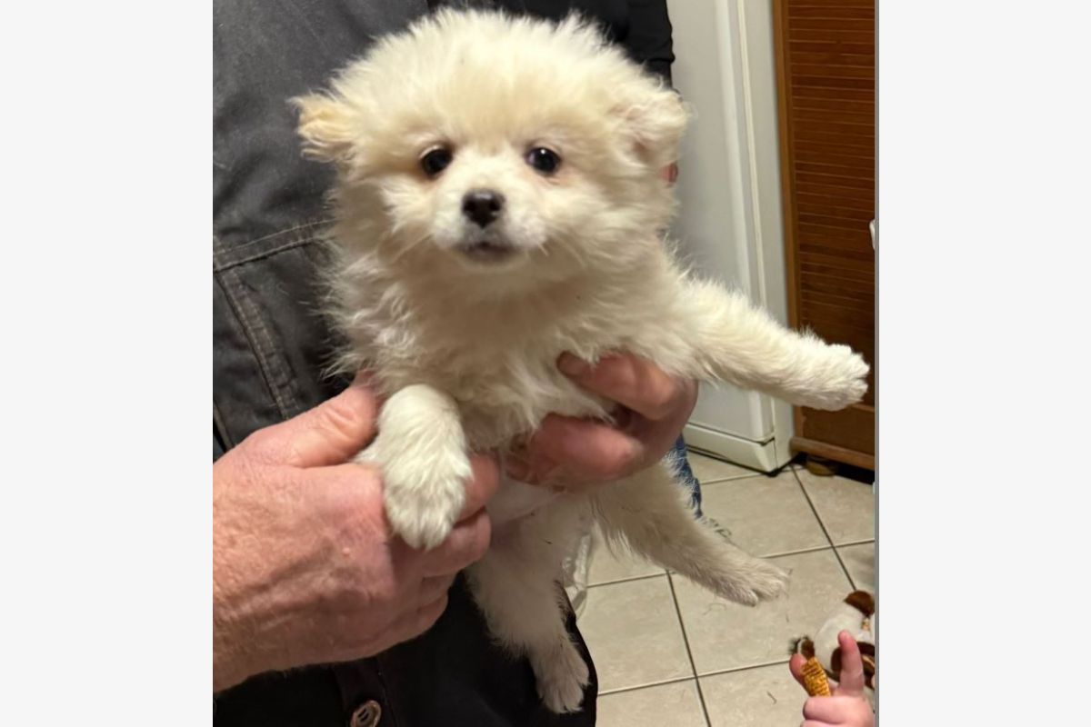 Photo 1 Apparence loulou de Poméranie