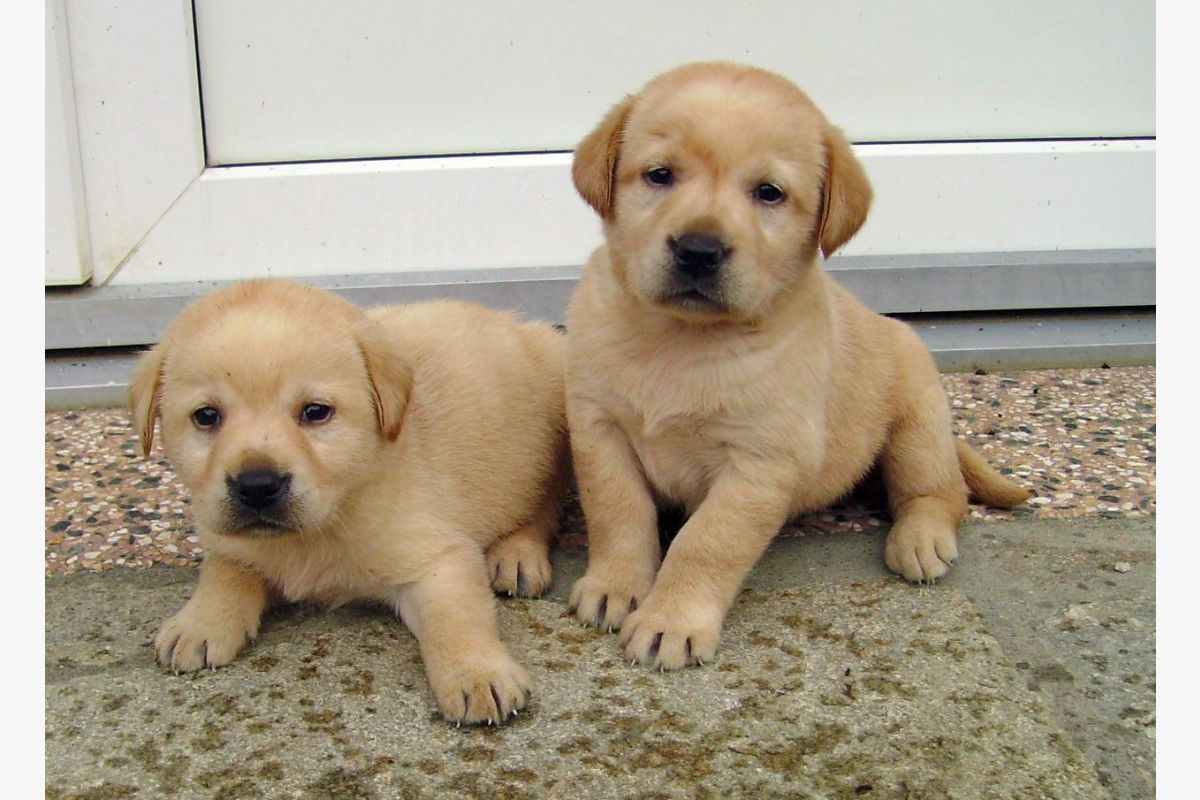 Photo 1 Race labrador