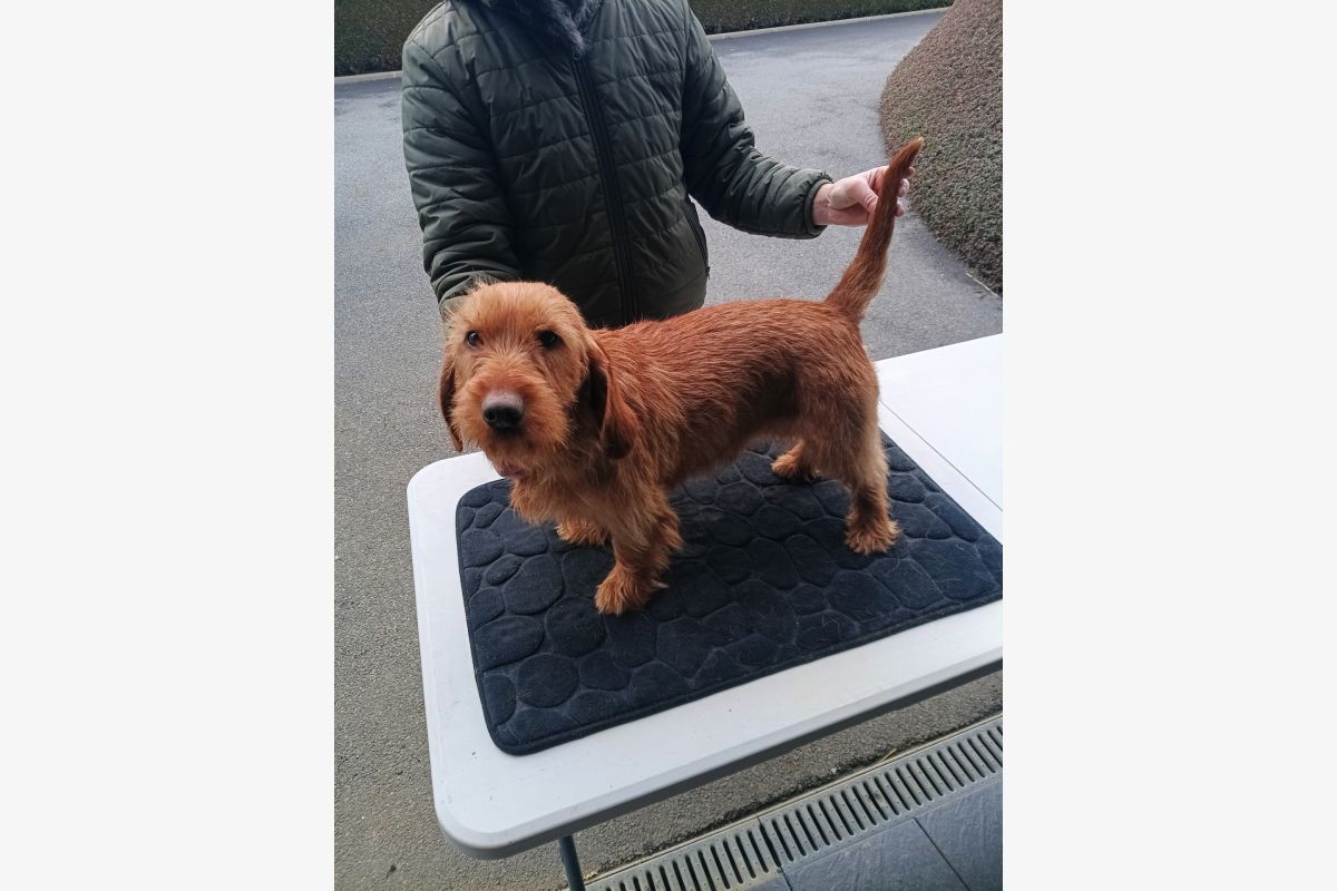 Photo 1 Race Basset fauve de bretagne