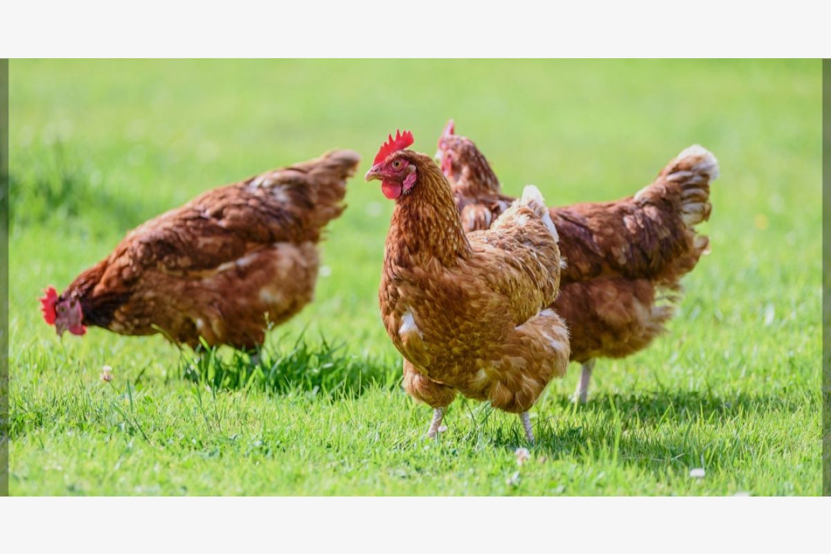 Photo 1 Poule pondeuse 