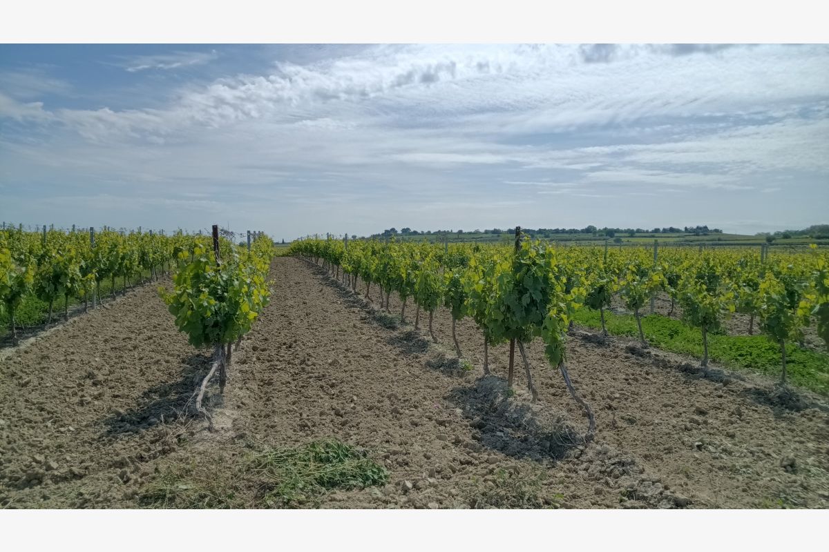 Vigne - 181332_79b328a33eded045984f85e739ecec69.jpg