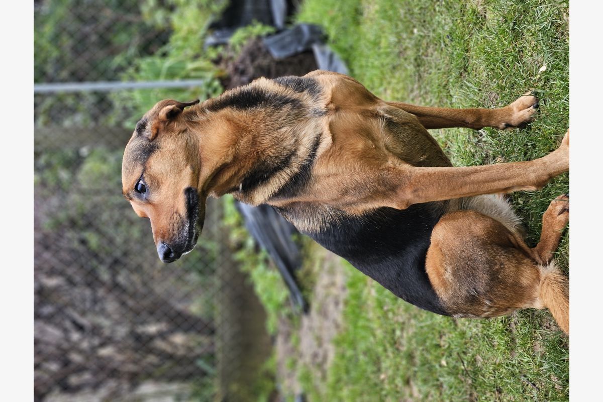 Photo 1 DONNE CHIENNE DE TROUPEAU HUNTAWAY