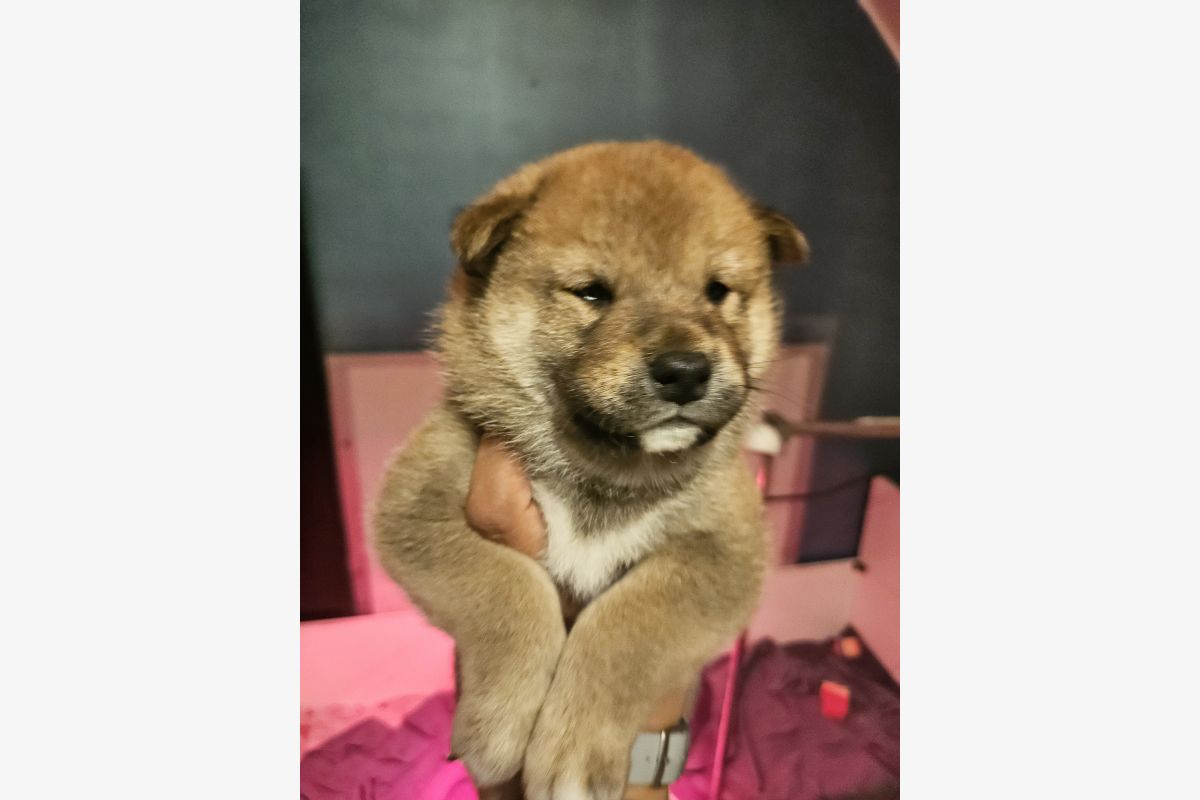 Photo 1 Chiots race shiba inu LOF