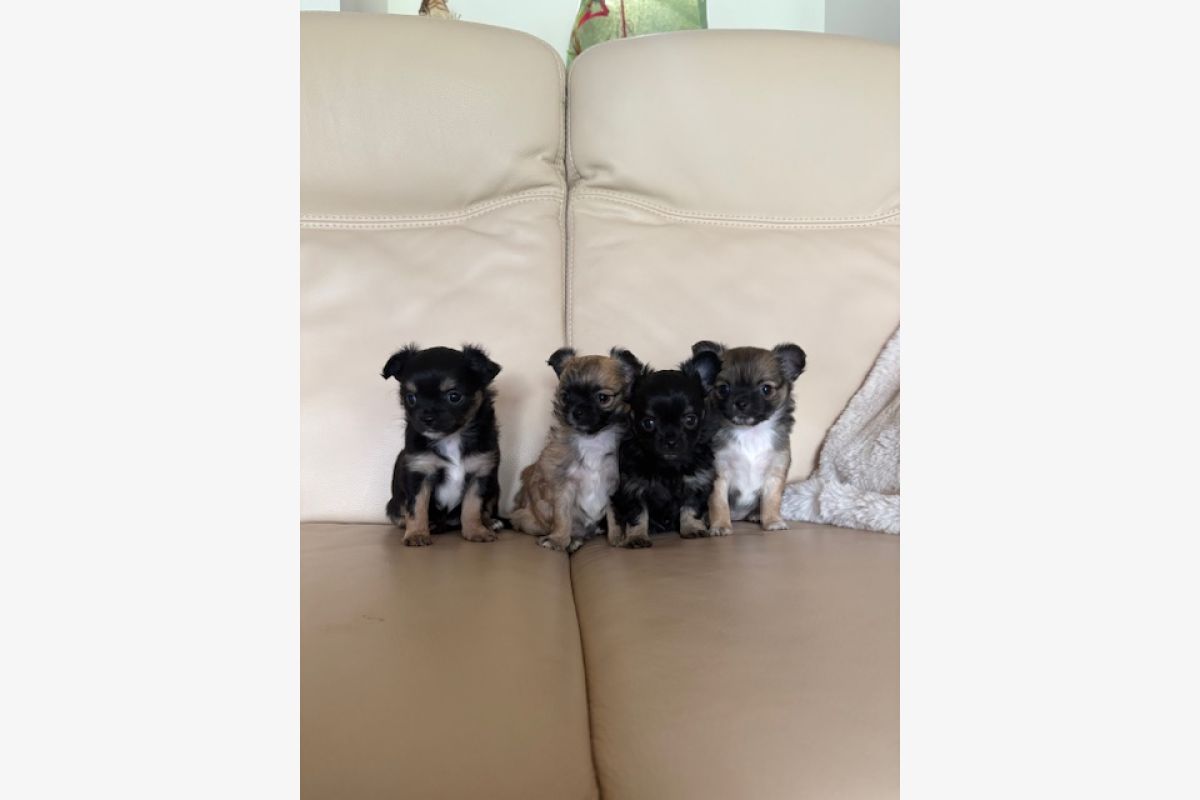 Photo 1 Chiots apparence chihuahua