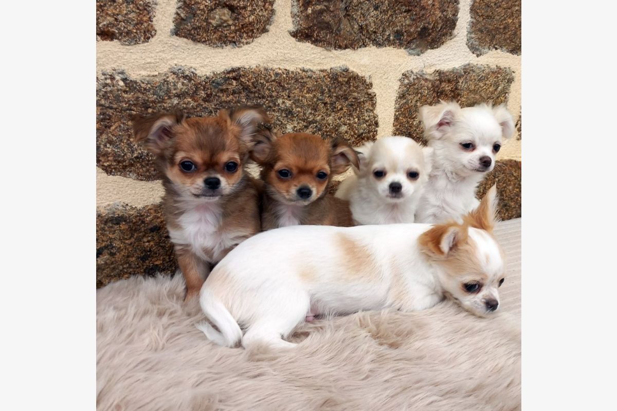 Photo 1 Race Chihuahua poils longs