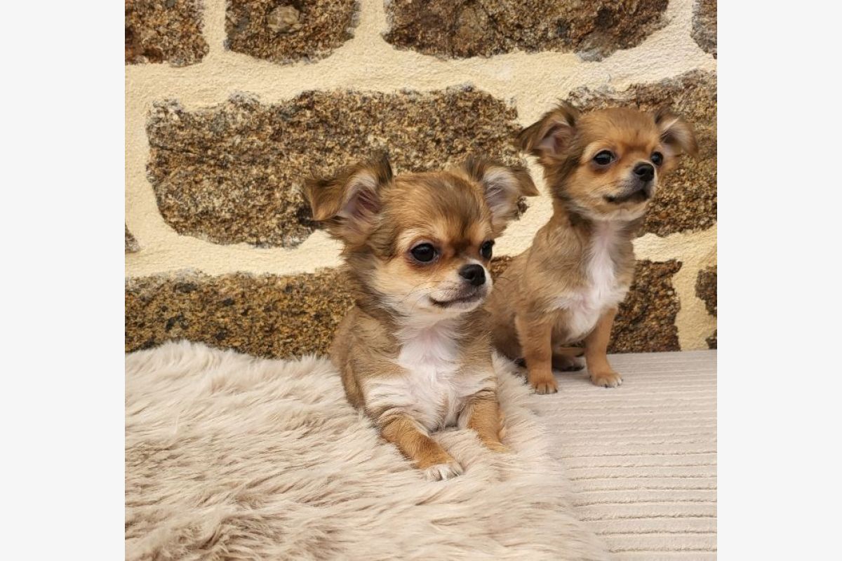 Race Chihuahua poils longs - 181753_e67538d492cf0a56e35a4befaa44af2a.jpg