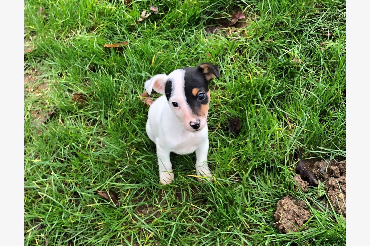 Photo 1 Apparence jack russel