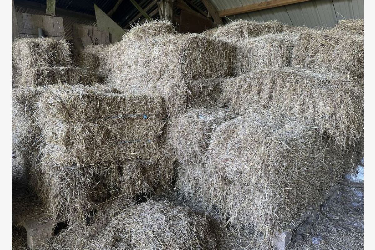 Photo 1 Foin