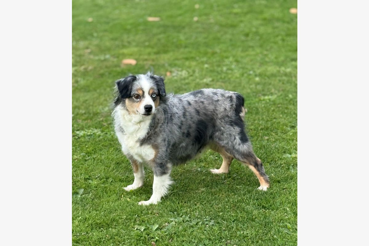 Photo 1 A donner contre bons soins mini berger américain