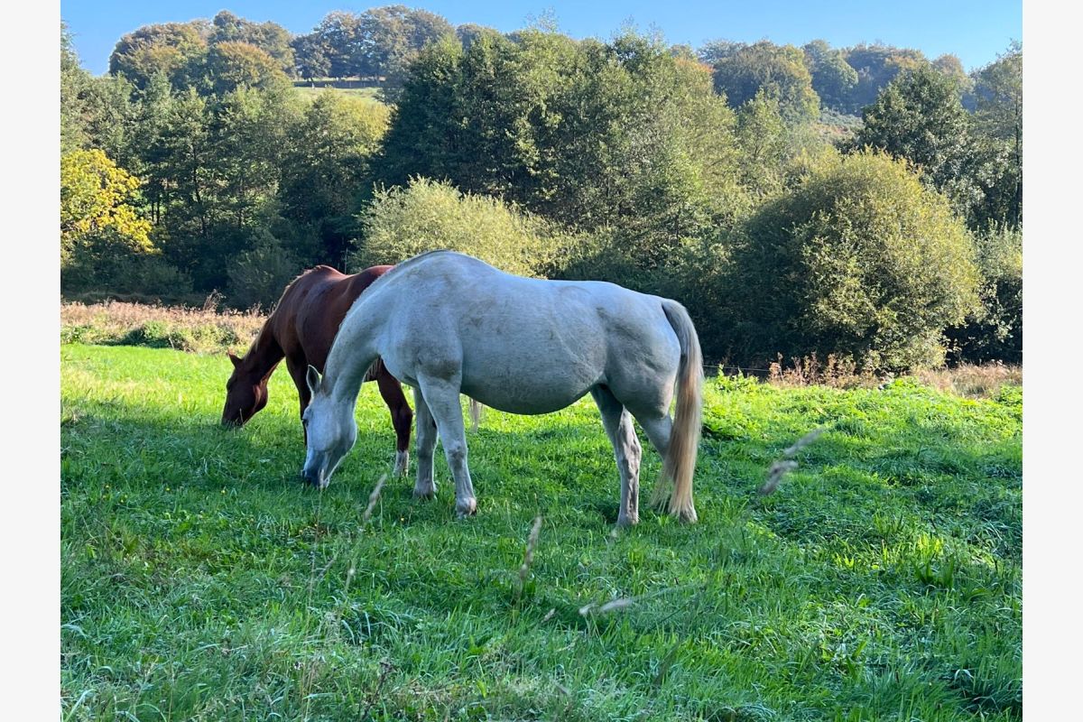 Photo 1 Poulinières