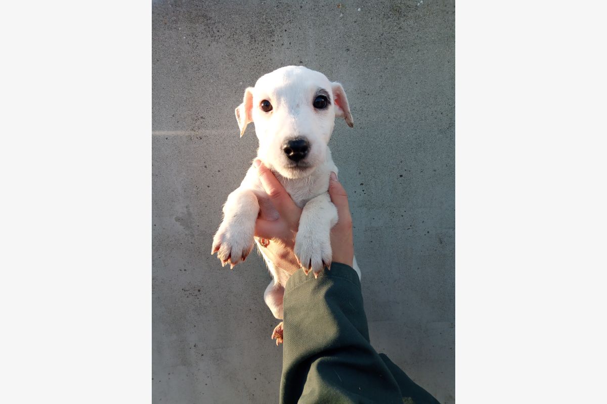 Photo 1 Chiots Femelles Jack russel non lof
