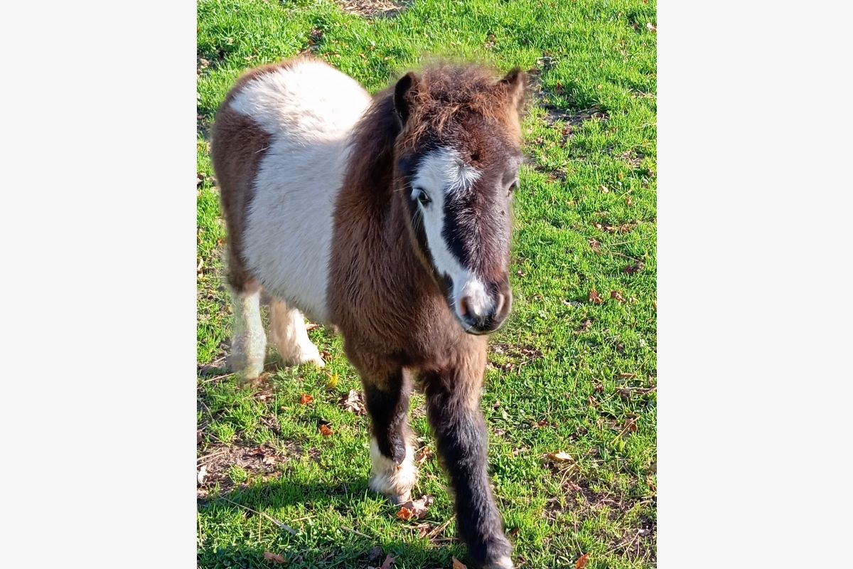 Photo 1 Poneys shetland