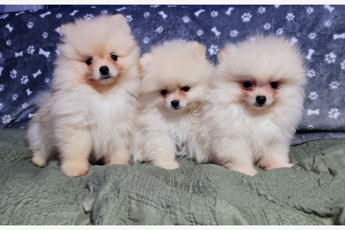 Photo 1 Chiots Spitz nain