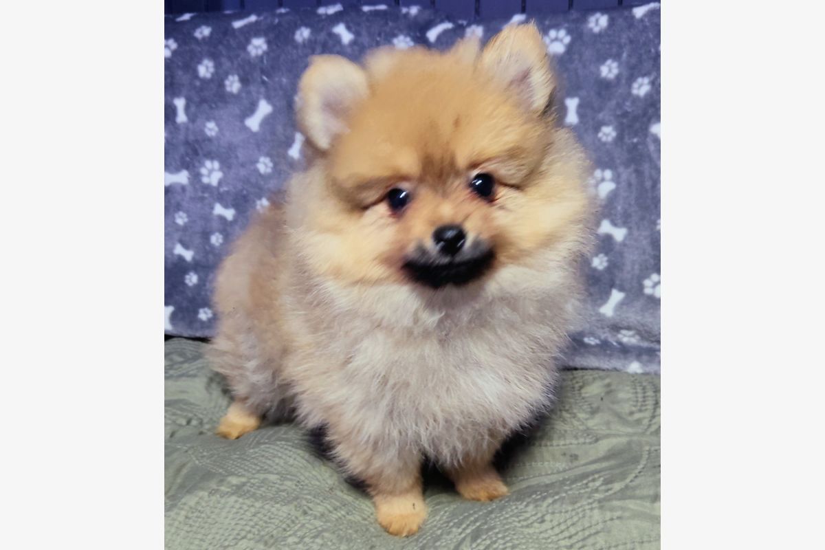 Photo 1 Un chiot race spitz nain