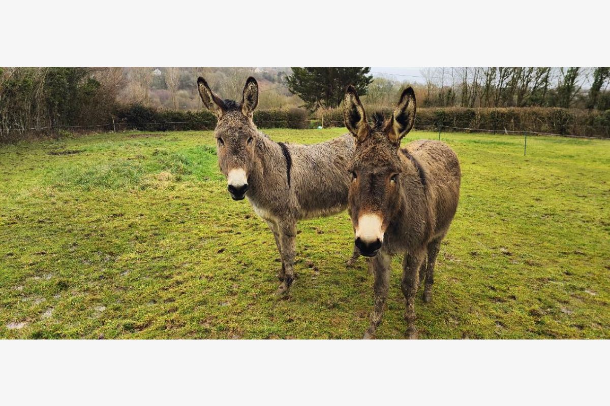 Photo 1 2 belles ânesses