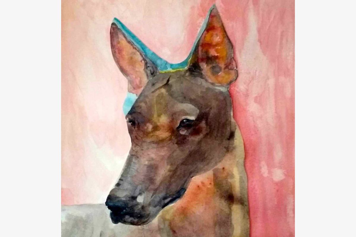 Portraits animaliers  - 300141_909cb837ad8c1f1c523f49d8f7ad933a.jpg