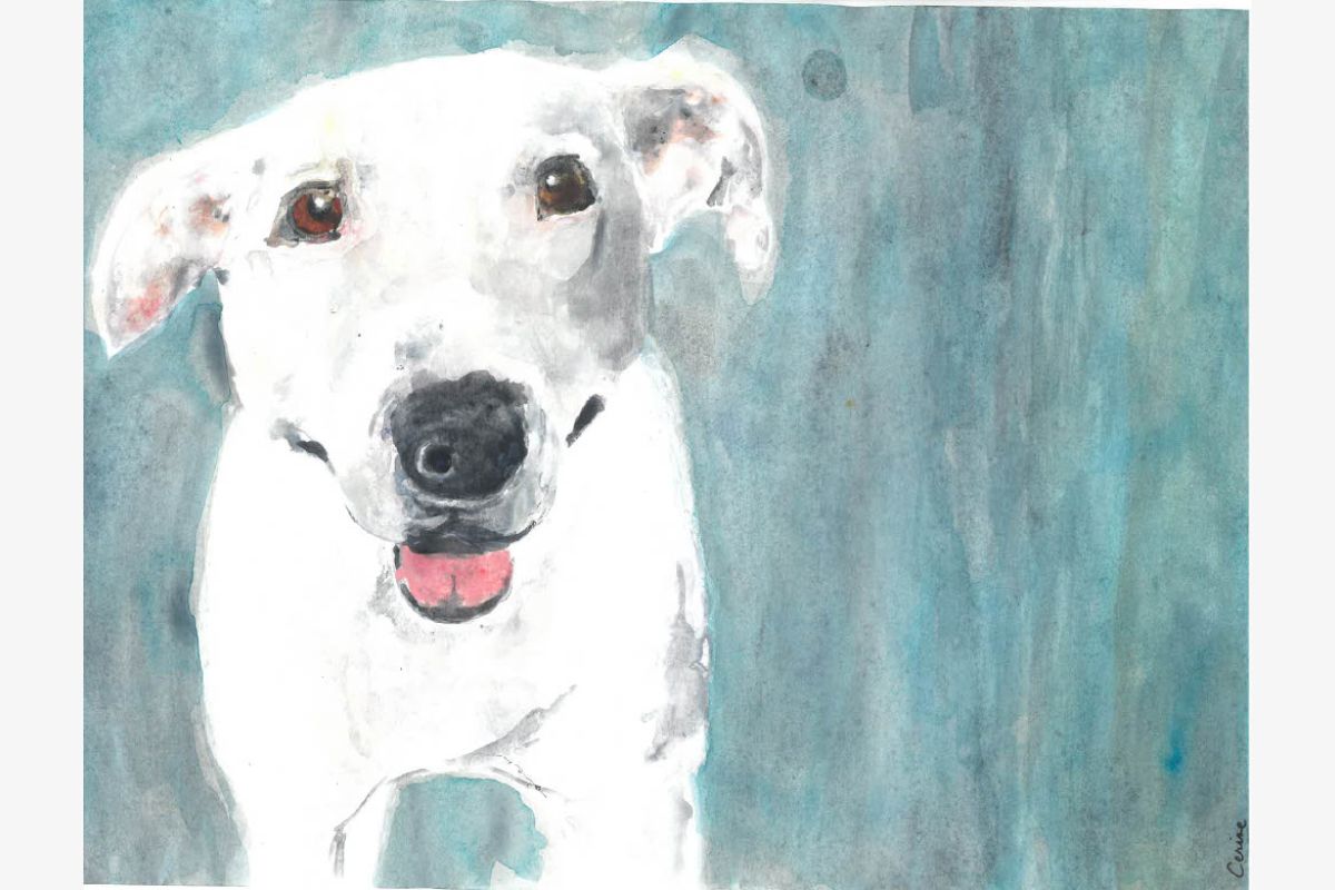 Photo 1 Portraits animaliers 