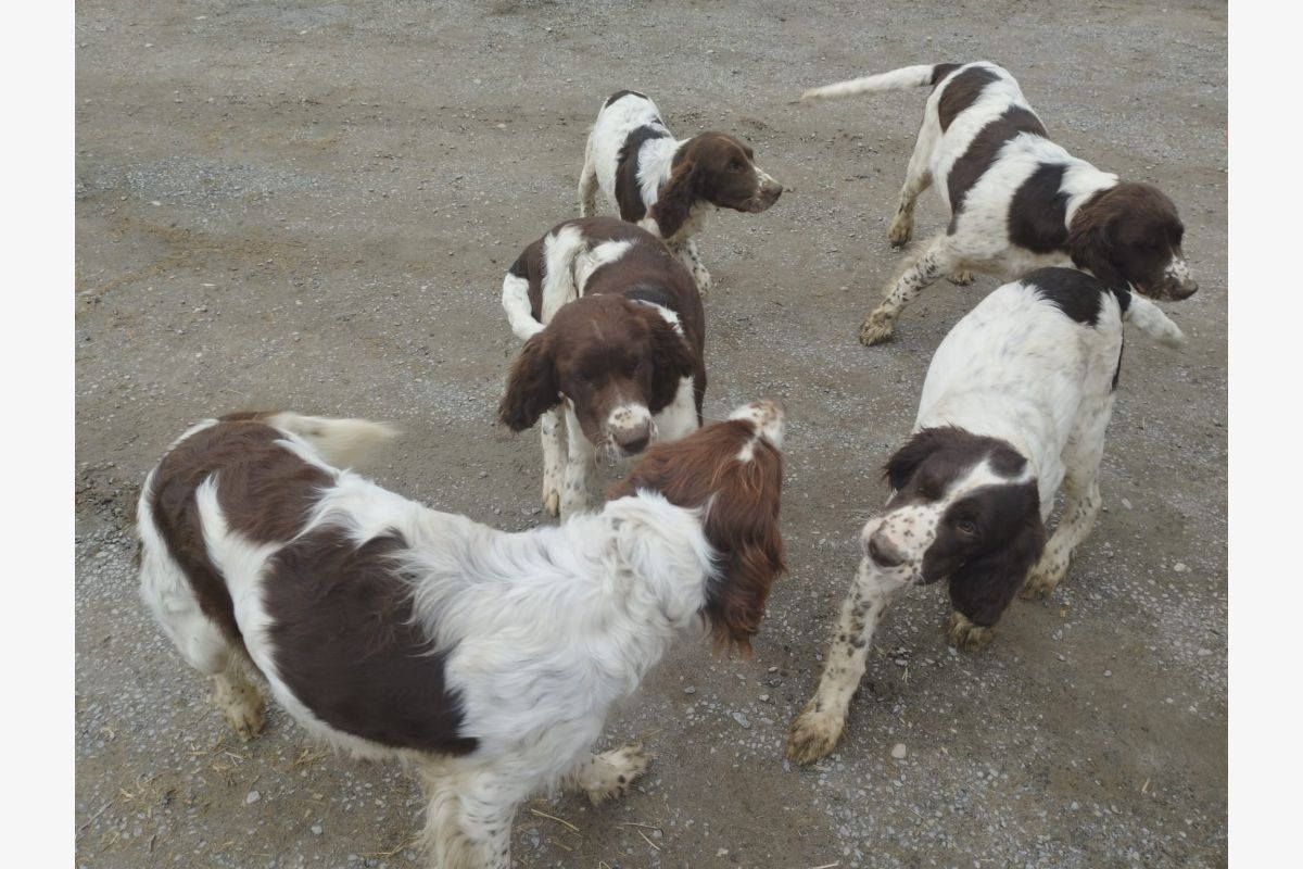 Photo 1 Apparence épagneul français