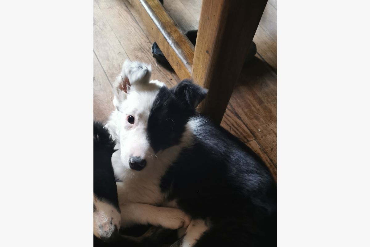 Femelle apparence border collie  - 300911_087bcbf7ec13044c94808422d3f35686.jpg