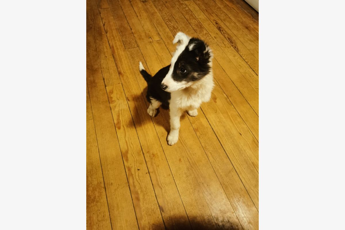 Femelle apparence border collie  - 300911_efa794ce3e814f654429d80e9e7e333f.jpg