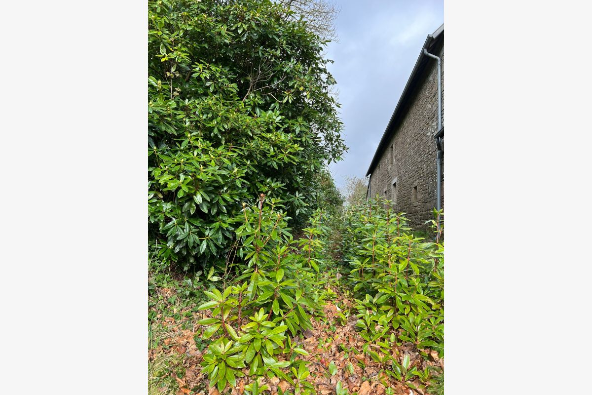 Photo 1 Rhododendrons (Ponticum)