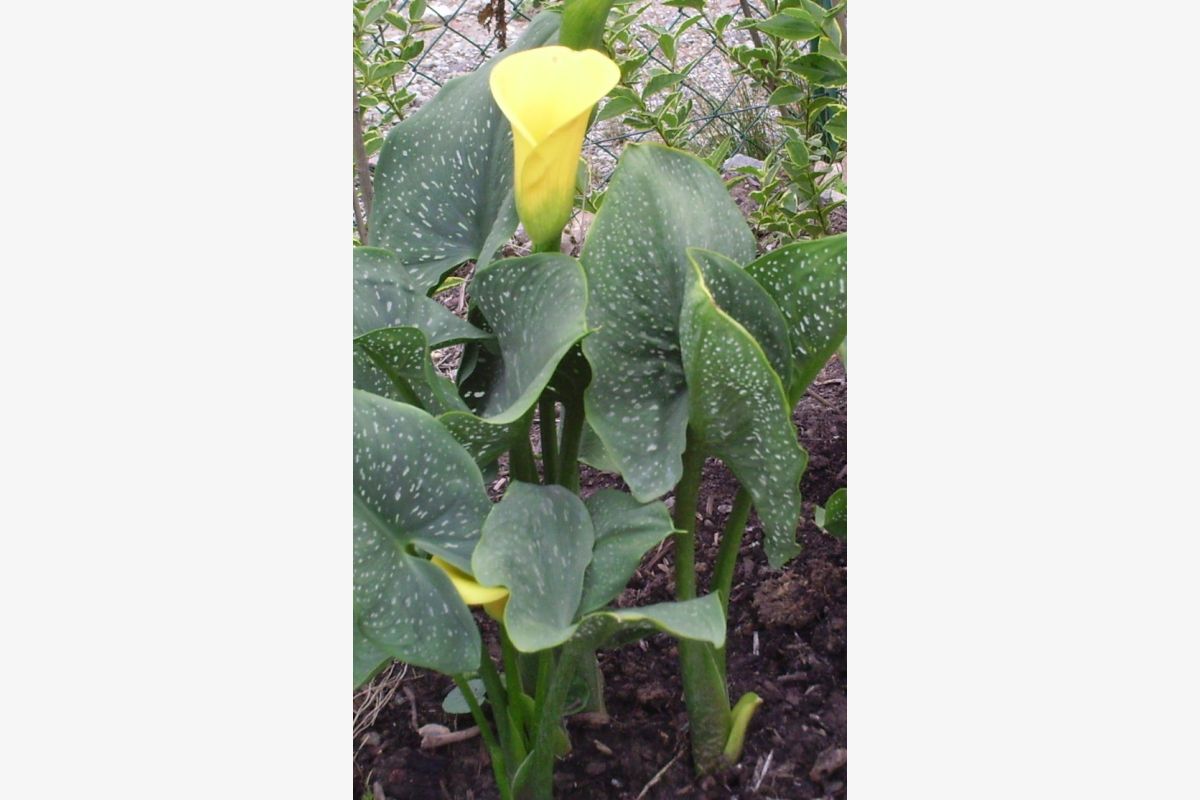 30 callas - 301137_0910e73486a3541a7aeed2326cf28aa0.jpg