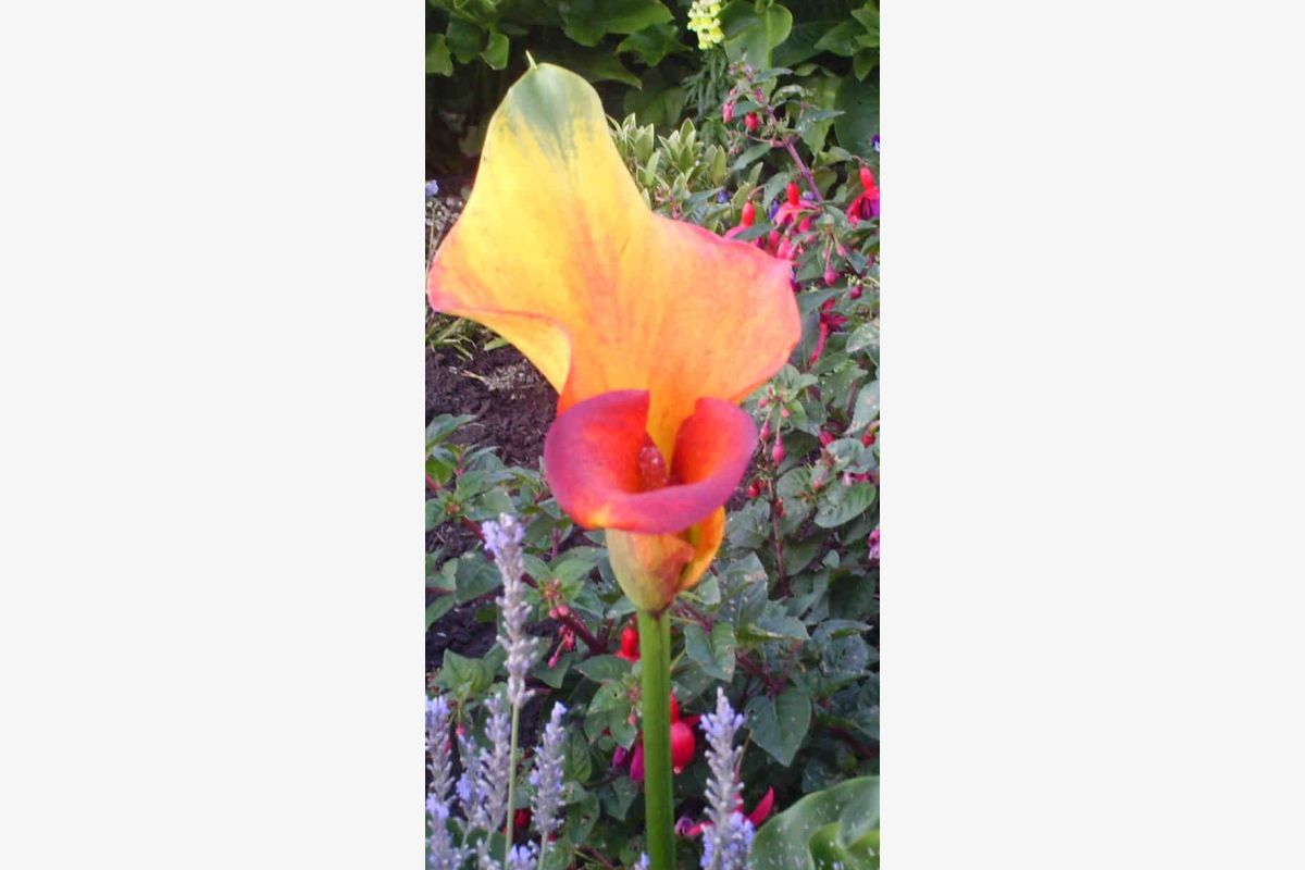 30 callas - 301137_a31205ac6b87036b7288aa662e7ed77c.jpg