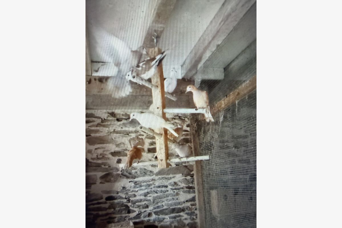 Photo 1 Tourterelles 