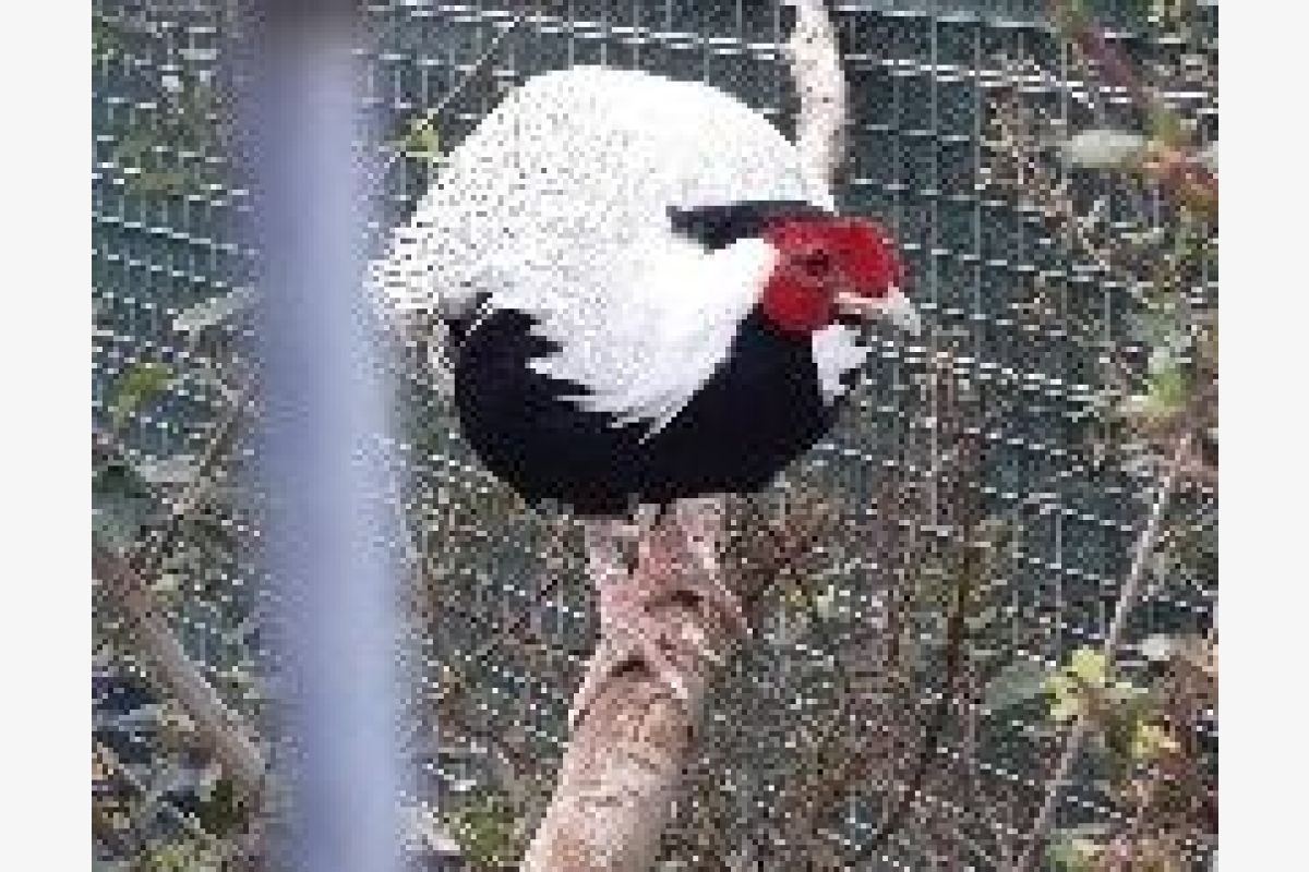 Photo 1 A échanger mâles faisan argenté