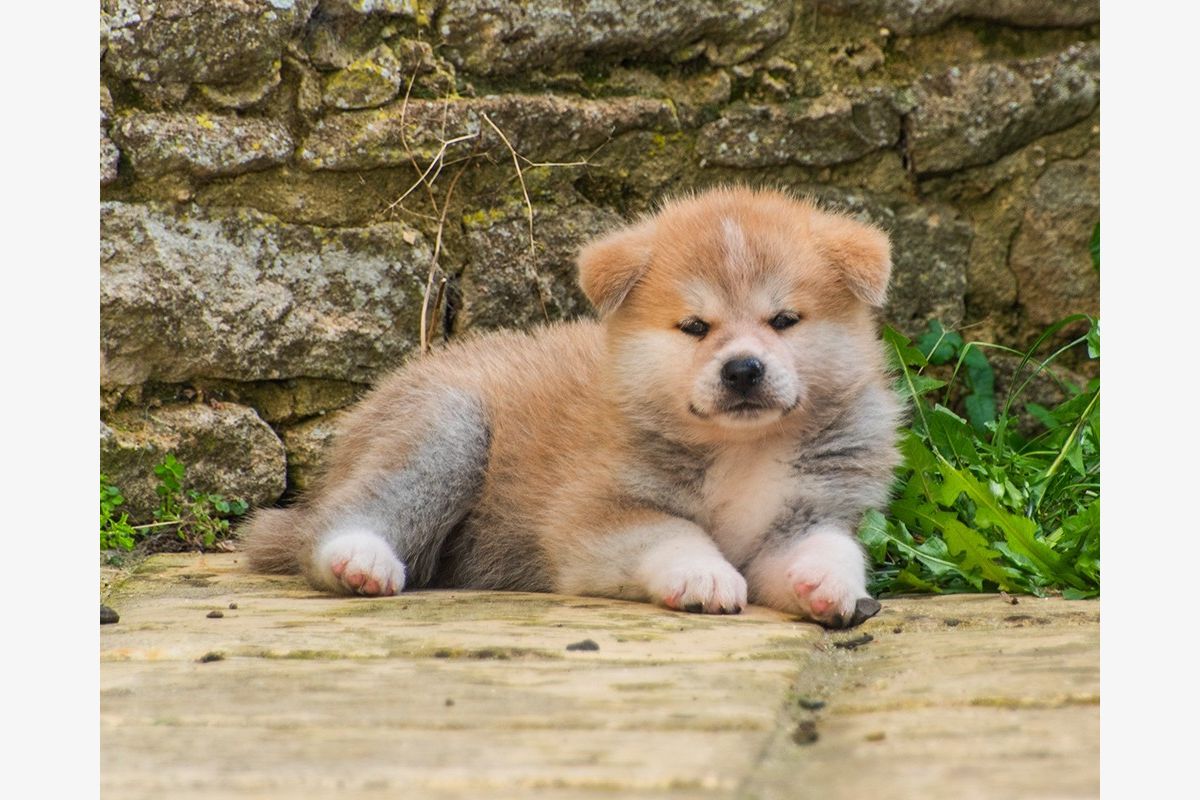 Race Akita inu - 301806_9b1395eb908b566faf4c7b62f6a1b81a.jpg