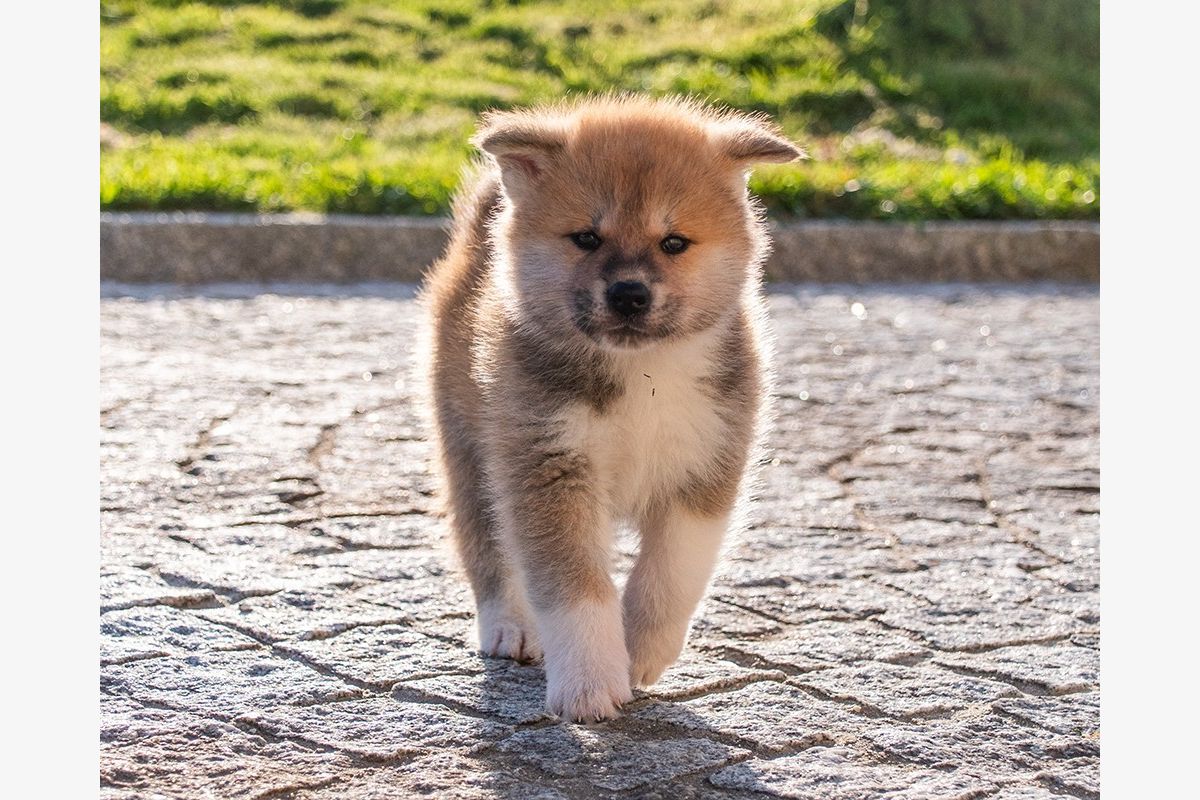 Photo 1 Race Akita inu