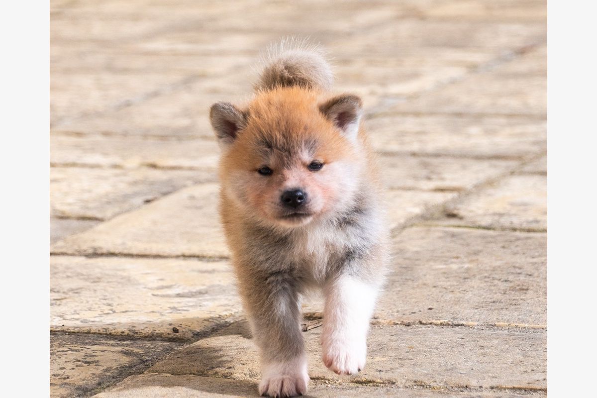 Race Akita inu - 301806_bc934803029ca19d34a1d4c0a27b3f11.jpg