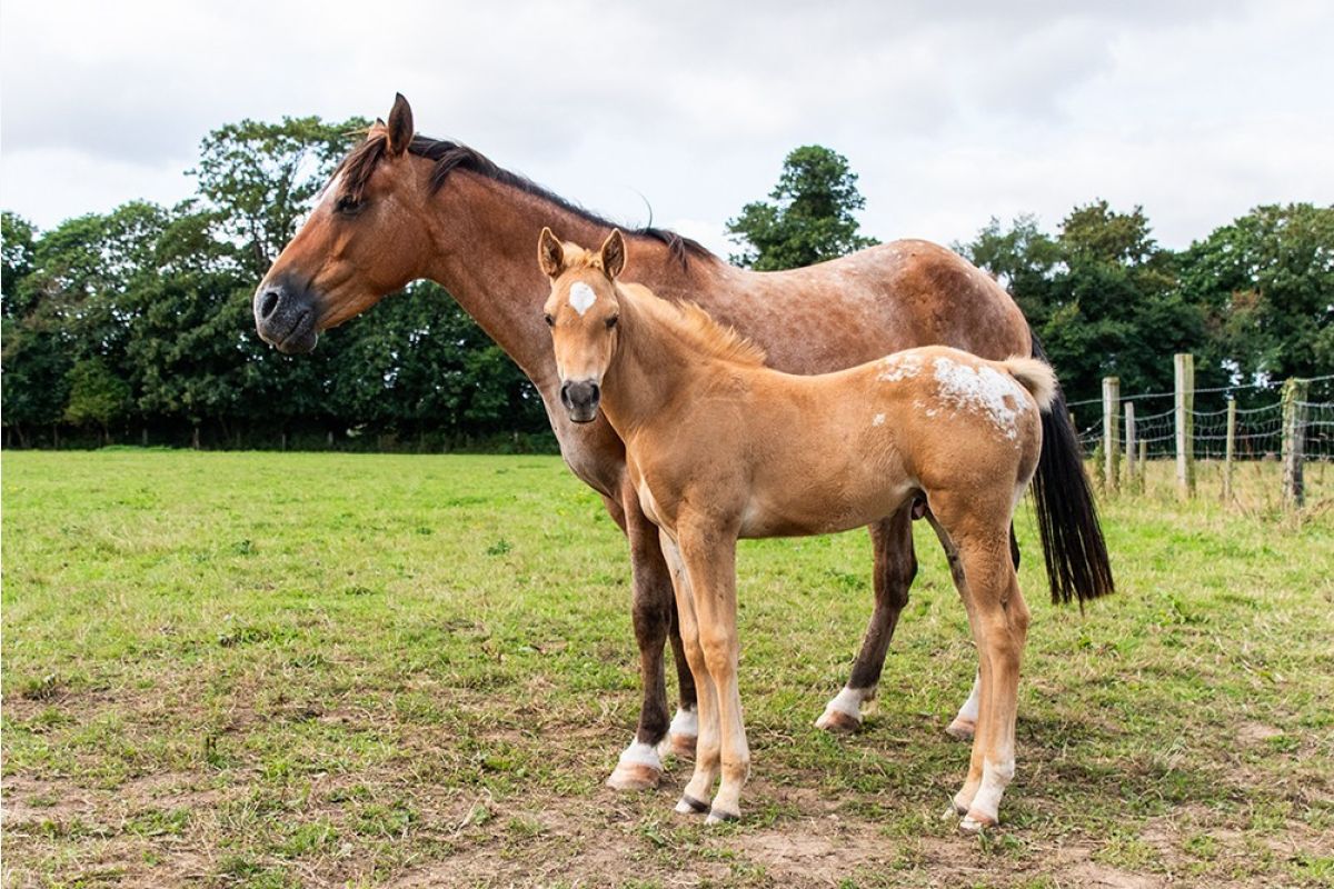 2 poulains appaloosa - 301808_b65822499ec26eefc6559119c22a1f4f.jpg