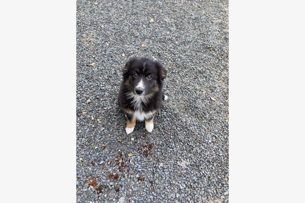 Chiot berger australien  - 302199_162d0281b8e811a9281af4abadd136d6.jpg