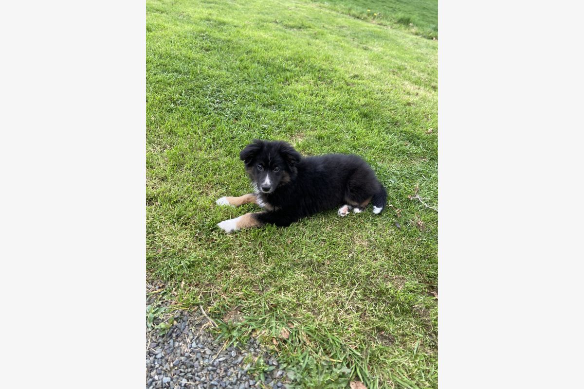 Photo 1 Chiot berger australien 