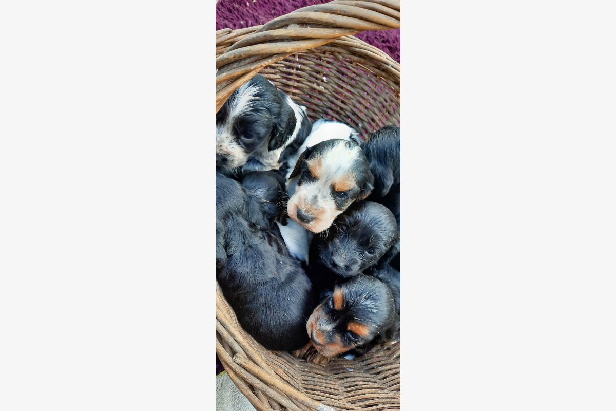 Cockers - 302336_5fb3a5dd803bad0904e03c672a11f18d.jpg