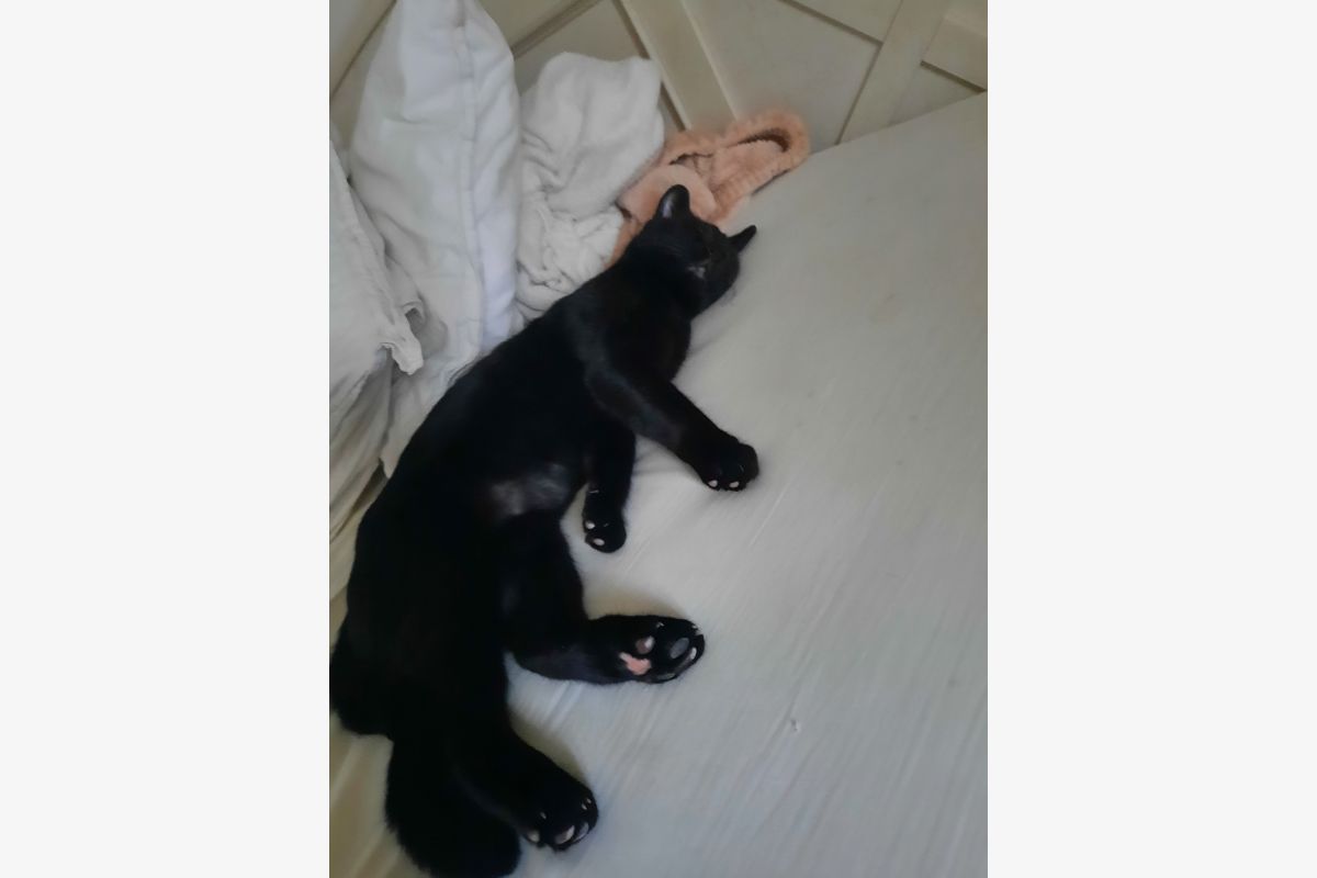 Chat perdu - 30238413_22a322a2bbb871a8b5b8e79e3e304893.jpg