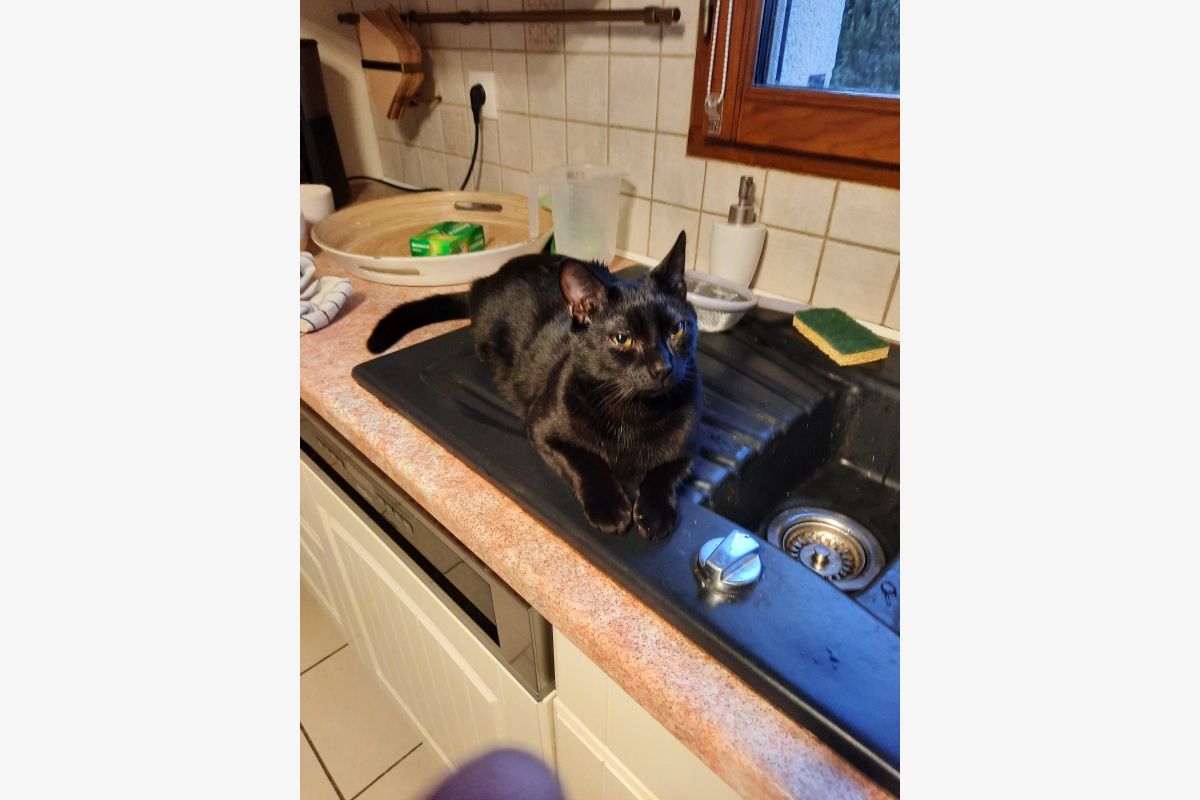 Chat perdu - 30238413_a1e2aa25a8ebb4ff989955b66500bb1a.jpg