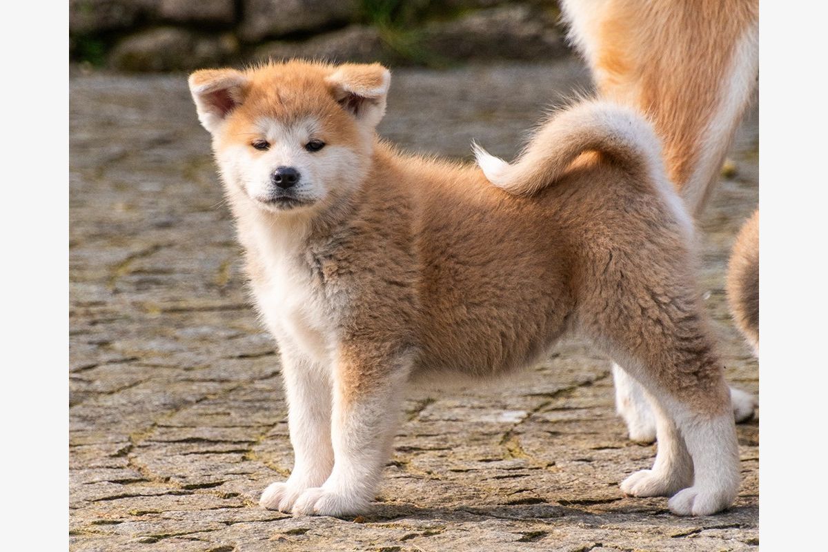 Race akita inu - 30238894_a5befabbf9cbdca264c49917ca7b3201.jpg