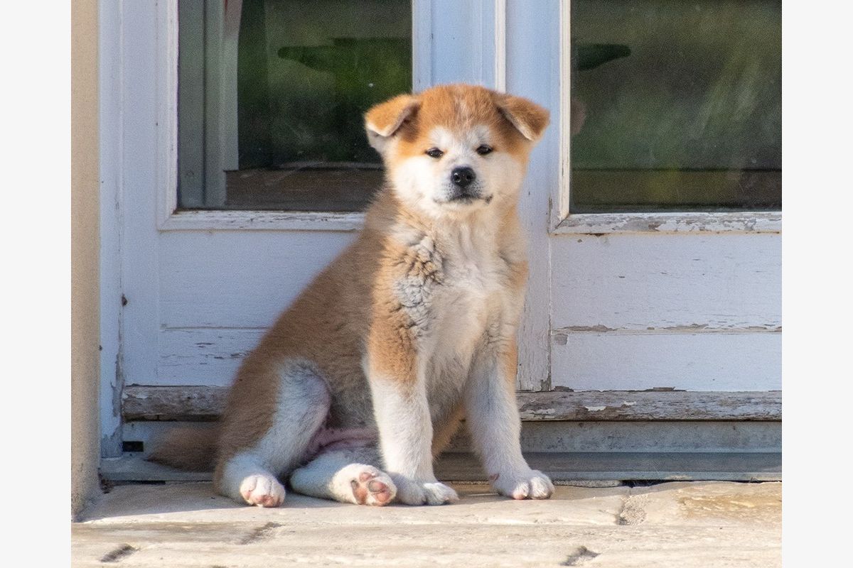 Race akita inu - 30238894_acd6163bb3a733a6df4fd7b6d068c26f.jpg