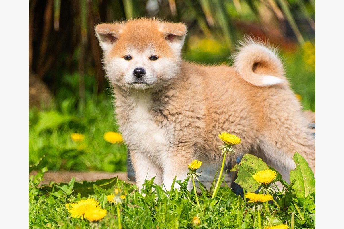 Photo 1 Race akita inu